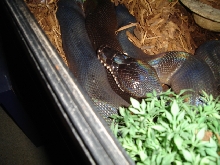 Female Leiopython Hoserae